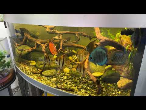Видео: Альтумы Ориноко и Дискусы. Аквариум 600 литров.