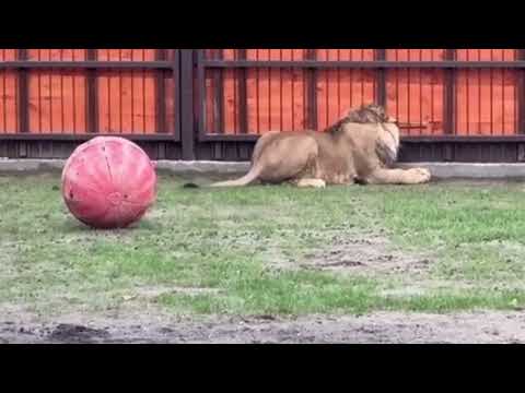 Видео: У Шерхана вольер полнится полезными приспособлениями!  Минский зоопарк 