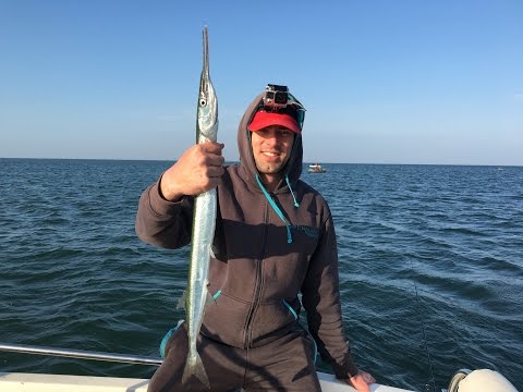 Видео: Ловля саргана в Балтийском море