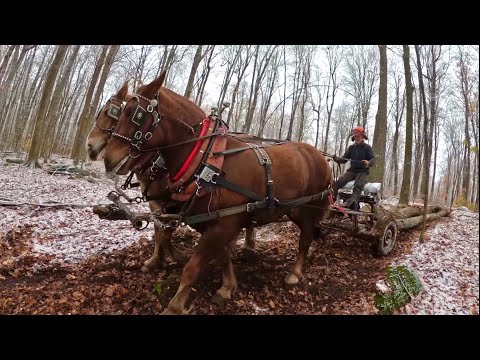 Видео: Лесозаготовка «Нежных гигантов» // Факт, который вы могли не знать о кленовом сахарном пилинге #863