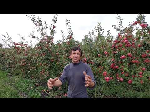 Видео: Яблоневый сад🍎Такого вы точно ещё не видели!@ЧетыресезонаРомановых