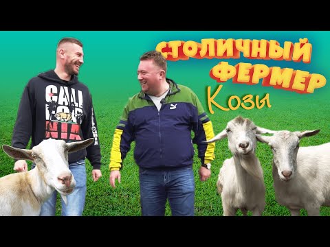 Видео: Бизнес на козьей ферме. Как производят козий сыр? Столичный фермер