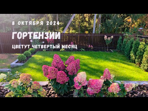 Видео: Самые стойкие метельчатые гортензии 🌸цветут четвертый месяц.