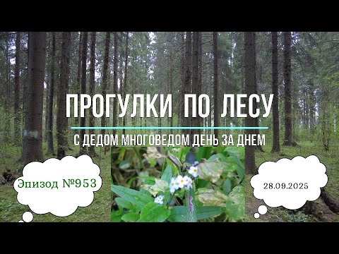 Видео: Прогулки по лесу. День за днем с дедом Многоведом. 28 сентября 2025г. Эпизод 953.