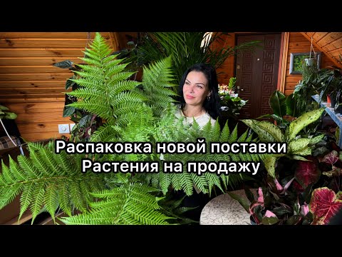 Видео: Новая поставка растений из Голландии(11.05.24 )Большая распаковка🌱