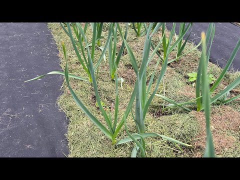 Видео: БОЛЬШОЙ ЛУК С РАССАДЫ. ВЫСАДКА. НАБЛЮДЕНИЕ.