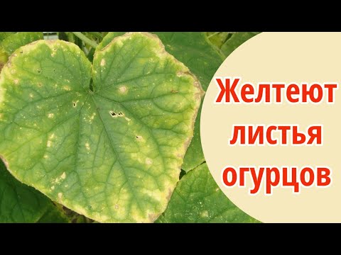Видео: ЖЕЛТЕЮТ ЛИСТЬЯ ОГУРЦОВ. Самая частая причина и как это исправить