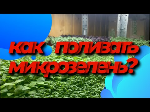 Видео: Как поливать Микрозелень? Способ быстрого полива! Как посадить микрозелень! Бизнес на микрозелени!