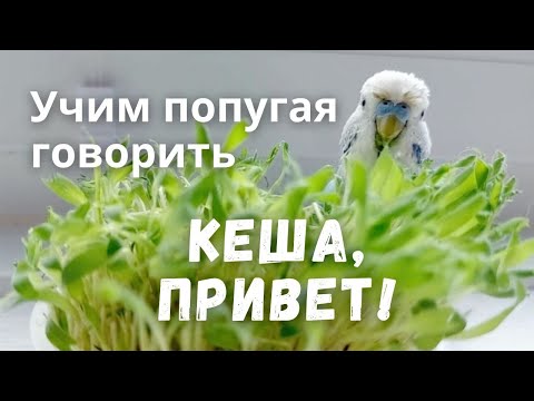 Видео: Учим попугая говорить Кеша, привет