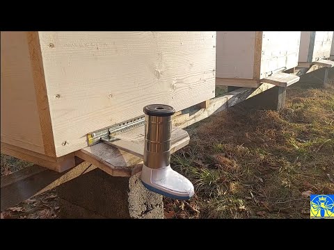 Видео: Перша весняна обробка бджіл від кліща варроа (07.03.25) 👍🔥