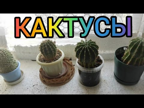 Видео: 27.07.21.Кактусы на работе снова собрались цвести.. один странным цветком😅