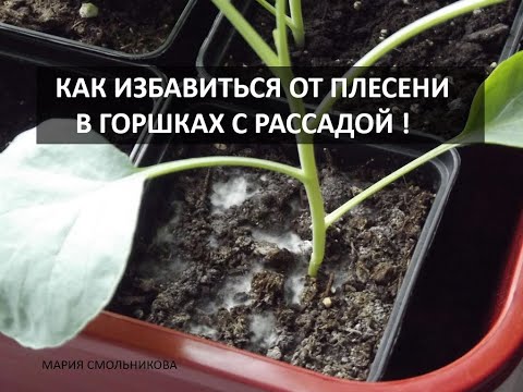 Видео: Как избавиться от плесени на земле в горшках с рассадой ! Просто и быстро !