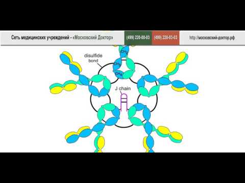 Видео: IgG и IgM