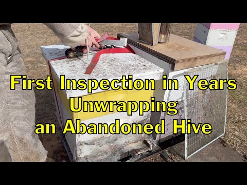 Видео: Распаковка заброшенного улья. Первая проверка за много лет. Как поживают медоносные пчелы?