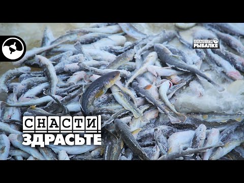 Видео: Ловим навагу, не выходя из палатки | Снасти, здрасьте!