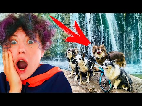 Видео: Кошка и собаки едут на ВОДОПАД впервые! Реакция, с собаками на море, новый дом с бассейном - ДЕНЬ 4