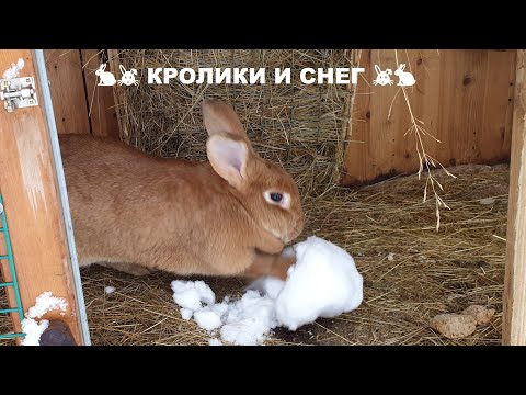 Видео: ПРИВЕТ ВСЕМ 😉 ЗИМА И КРОЛИКИ🐇 🐰🐇🐰