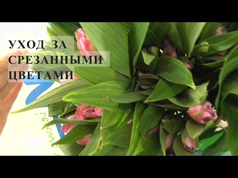 Видео: УХОД ЗА СРЕЗАННЫМИ ЦВЕТАМИ( часть 1)