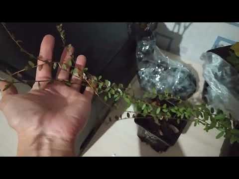 Видео: Клецкий питомник. Видеообзор саженцев. Голубика Пинк Лимонад, клюква, Рододендрон, ежемалина.