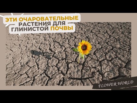 Видео: Эти очаровательные растения для глинистой почвы.💐