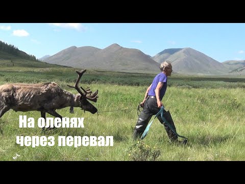Видео: Путешествие в горы Якутии. Часть 2.  На оленях через перевал.