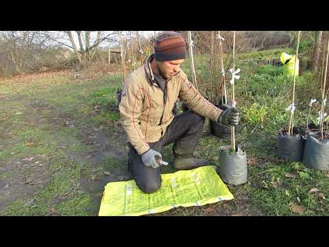 Видео: Корневая система саженца хурмы в горшке.