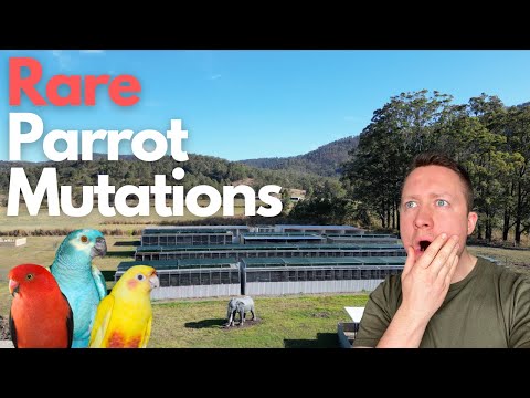 Видео: Редчайшие мутации попугаев в мире — эксклюзивный контент из Австралии. Ваш попугай в Австралии.