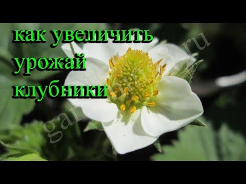 Видео: 🍓Белое агроволокно для укрывания клубники Когда накрывать землянику агроспаном весной
