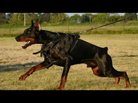 Видео: ДОБЕРМАН - быстрый, надежный защитник и умный друг! Доберман против енота, койота и даже пумы!
