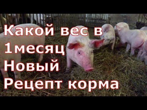 Видео: Отъем поросят/Какой вес в 30 дней/Чем кормлю после отъема