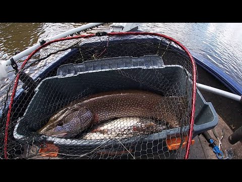 Видео: Поехали за МОНСТРАМИ| Каргасок| Обь