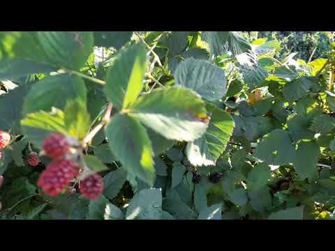 Видео: Ежемалина Марион, Бойсенберри, Тайберри. Честный обзор.