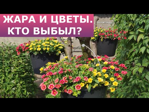 Видео: Цветы и жара, что выбыло?