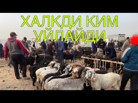 Видео: КАМАШИ ЧИМ МОЛ БОЗОРИ НАРХЛАРИ 2025-ЙИЛ 31-ОКТАБР! QAMASHI CHIM MOL BOZORI NARXLARI 31-OKTABR!