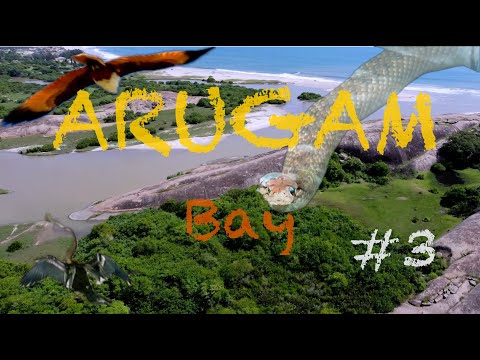 Видео: Шри-Ланка 🇱🇰 Аругам Бей 🌴Elephant Rock 🐘 & Crocodile Rock 🐊