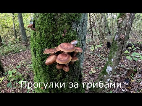 Видео: Прогулки за грибами | Иду за осенними опятами.