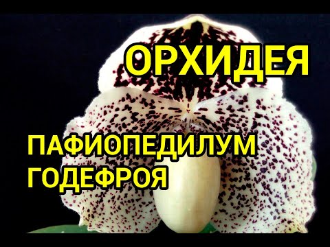 Видео: Пафиопедилум Годефроя (Paphiopedilum godefroyae)