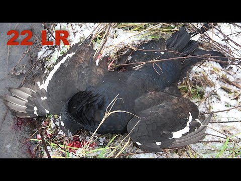 Видео: Охота на тетерева с 22 LR. Нашел большую стаю. CZ-455.