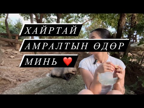 Видео: Ойд баавгай шиг юмтай таарсан нь ❤️ Амралтын өдөрөө байгаль эхтэйгээ🫂