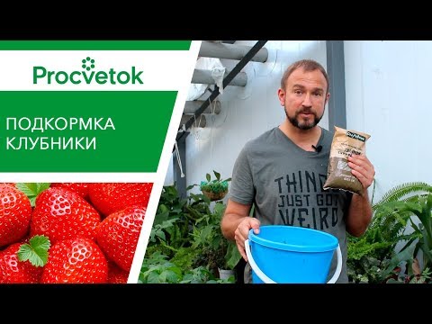 Видео: Эффективная ПОДКОРМКА КЛУБНИКИ