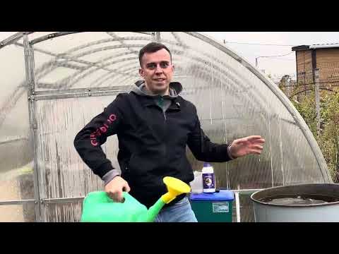 Видео: Обрезаем гортензию осенью. Подписывайтесь в телеграм там много интересного https://t.me/romanoffsad