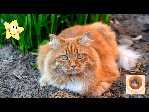 Видео: Кошачьи шалости: смех до слез