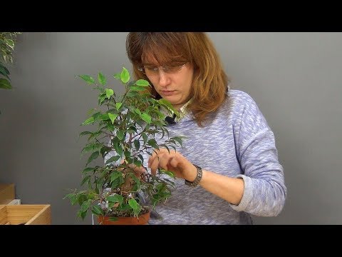 Видео: Бонсай из фикуса  Бенджамина (ч.4).