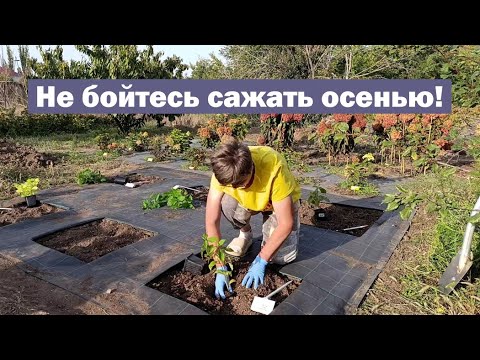 Видео: Не бойтесь сажать малышей осенью! // Осенняя посадка молодых саженцев метельчатой гортензии