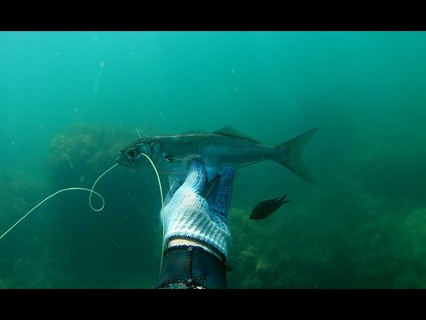 Видео: Подводная охота в черном море 2023.  Июль.