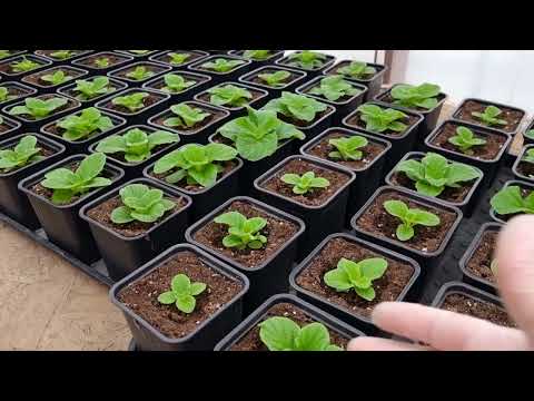 Видео: Обзор цветов в теплице.Проф обработка цветов от болезней, вредителей + коктейль микроэлементов.