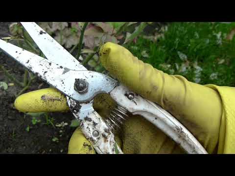 Видео: Подготовка роз к успешной зимовке.