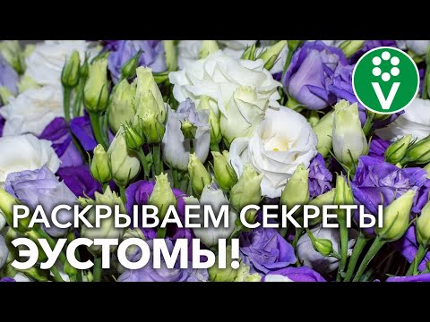 Видео: ЭУСТОМА: ОТ ПОСЕВА ДО ЦВЕТЕНИЯ! Взойдёт 100%, зацветёт – не нарадуетесь!