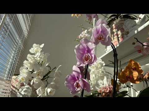 Видео: Новенькая SENDAI 🦋 с огромными цветами, детки орхидей, идеальная посадка для орхидей биг липов 