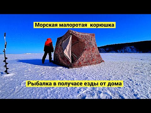 Видео: Морская малоротая корюшка ☀️ Рыбалка в получасе езды от города // (Eng Subs)